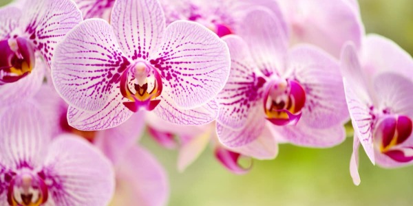 Come prendersi cura delle orchidee: pratici consigli per mantenerle sempre sane e rigogliose
